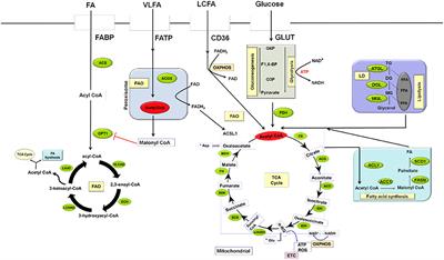 Lipid Metabolic Pathways Confer the Immunosuppressive Function of Myeloid-Derived Suppressor Cells in Tumor